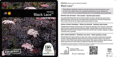 Black Lace Elderberry (Sambucus) Live Shrub, Pink Flowers, 4.5 in. Quart
