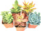 Succulent Plants (5 Pack) Assorted Potted Succulents Plants Live House Plants in Cacti and Succulent Soil Mix, Planter Pots Decor, Cactus Plants Live Indoor Plants Live Houseplants by Plants for Pets