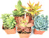 Succulent Plants (5 Pack) Assorted Potted Succulents Plants Live House Plants in Cacti and Succulent Soil Mix, Planter Pots Decor, Cactus Plants Live Indoor Plants Live Houseplants by Plants for Pets