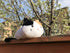 BusyPet (Extra Large Size) Kawaii Cat Cute Tissue Box Cover/Cat Tissue Dispenser/Napkin Holder/Gifts for Cat Lovers/Home Decor