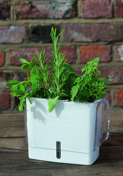 COLE & MASON Fresh Herb Keeper, Container, Clear