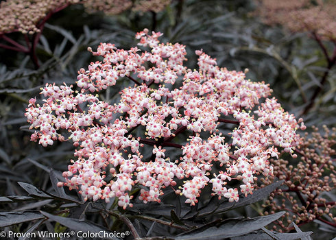 Black Lace Elderberry (Sambucus) Live Shrub, Pink Flowers, 4.5 in. Quart