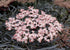 Black Lace Elderberry (Sambucus) Live Shrub, Pink Flowers, 4.5 in. Quart
