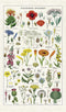 Cavallini & Co. Wildflowers Tea Towel, Multicolor