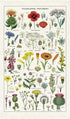 Cavallini & Co. Wildflowers Tea Towel, Multicolor