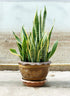 Indoor Plant Food | All-purpose House Plant Fertilizer | Liquid Common Houseplant Fertilizers for Potted Planting Soil | by Aquatic Arts
