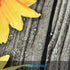 Likiyol Sunflower Shower Curtains, Wooden Board Sunflowers Shower Curtain with 12 Hooks for Bathroom Waterproof Durable Shower Curtains (Brown Yellow, 70 x 69 inches)