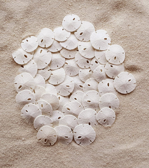 Small Natural White Sand Dollars 50 Pcs- Under 1.25 Inch - Small Sea Shell Perfect for Wedding or Crafts by Tumbler Home